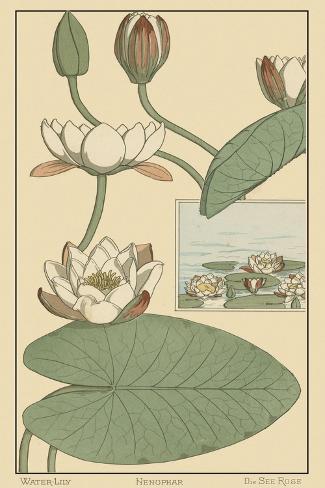 Art Print: Water Lily II by M.P. Verneuil: 18x12in