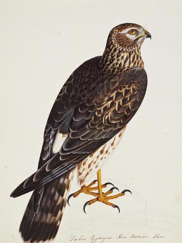 Giclee Print: Falco Pygargus, Hen-Harrier, Fem by Christopher Atkinson: 12x9in