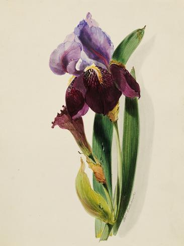 Giclee Print: A Flag Iris by Thomas Holland: 12x9in