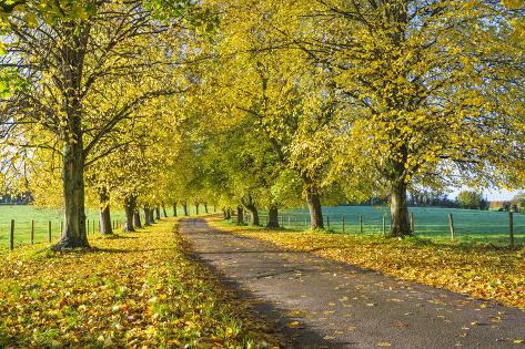 Photographic Print: Avenue of autumn beech trees with colourful yellow leaves, Newbury, Berkshire, England by Stuart Black: 12x8in