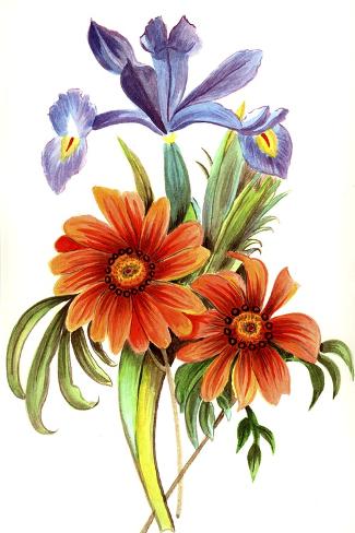 Giclee Print: Botanical Purple Iris Orange Flower by Cheryl Bartley: 18x12in