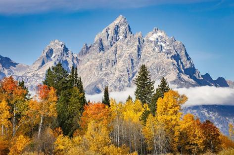 Photographic Print: Golden aspen trees and Cathedral Group, Grand Teton National Park. by Adam Jones: 12x8in