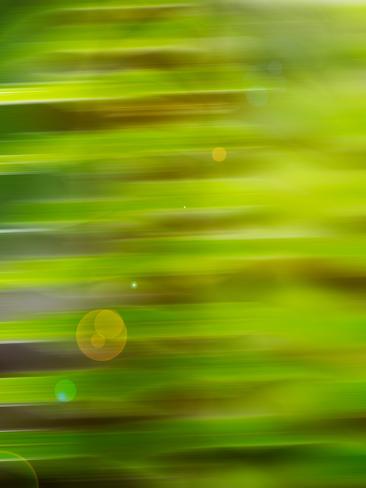 Photo: Abstract green flora by Savanah Plank: 12x9in