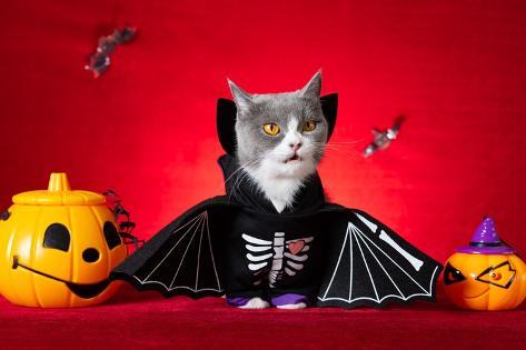 Photographic Print: Cute British Shorthair Cat Wears Halloween Skeleton Dress with Jack-O-Lanterns Nearby by Freer Law: 12x8in Photographic Print: Cute British Shorthair Cat Wears Halloween Skeleton Dress with Jack-O-Lanterns Nearby by Freer Law: 12x8in