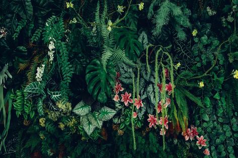 Photographic Print: Close up Group of Background Tropical Green Leaves Texture and Abstract Background. Tropical Leaf N by NewSaetiew: 12x8in