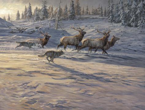 Giclee Print: Shadow of the Wolf (American Elk & Gray Wolves) by Martin Ridley: 13x16in