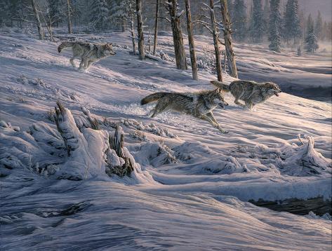 Giclee Print: Out of the Forest I (Gray Wolves chasing American Elk) by Martin Ridley: 16x20in