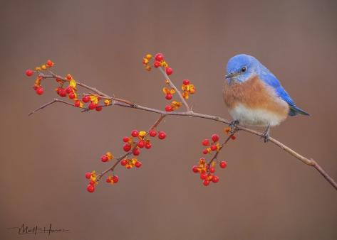 Art Print: Bluebird on Berries by Matthew Huras: 34x47in