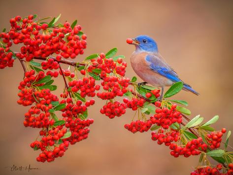 Art Print: Bluebird with Berry by Matthew Huras: 17x22in