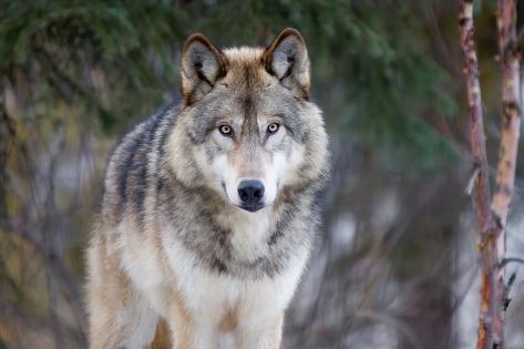 Art Print: Alaska Wolf by Design Pics: 13x19in