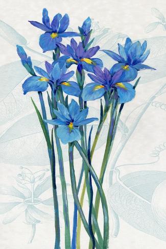 Art Print: Blue Iris Panel I by Tim O'toole: 18x12in