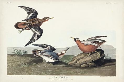 Art Print: Pl 255 Red Phalarope by John Audubon: 18x12in