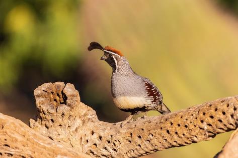Photographic Print: Gambel's Quail male, Pima County, Arizona. by Richard and Susan Day: 12x8in