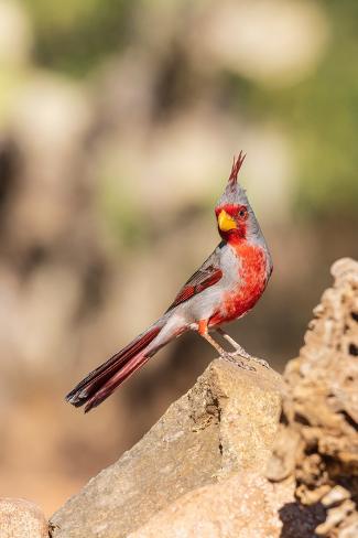 Photographic Print: Pyrrhuloxia male, Pima County, Arizona. by Richard and Susan Day: 12x8in
