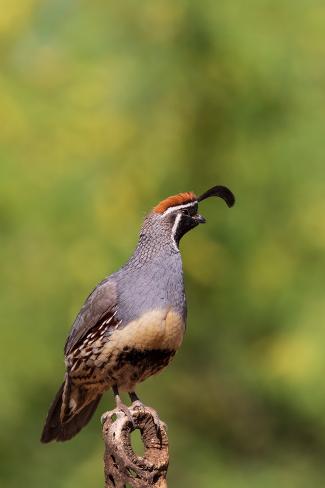 Photographic Print: Gambel's Quail male, Pima County, Arizona. by Richard and Susan Day: 12x8in