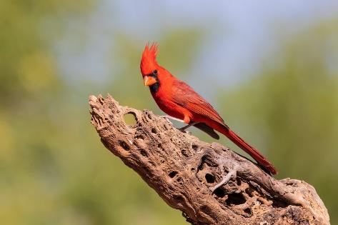Photographic Print: Northern Cardinal male, Pima County, Arizona. by Richard and Susan Day: 12x8in
