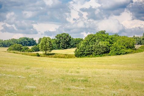 Photo: Grassland and meadow field landscape. Green nature scenery: 12x8in