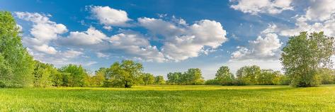 Photo: Sunny spring summer landscape, green forest trees, meadow flowers field panoramic vibrant rural nat: 24x8in