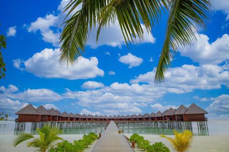Photo: Panoramic landscape of Maldives beach, palm leaves. Tropical panorama, luxury water villa resort wo: 12x8in