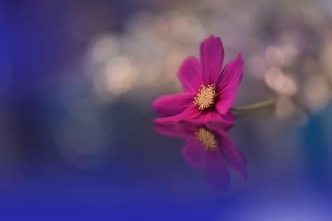 Art Print: Blue Background. Fantasy Art. Creative Wallpaper. Beautiful Nature Background. Amazing Spring Cosmos Fl: 18x12in