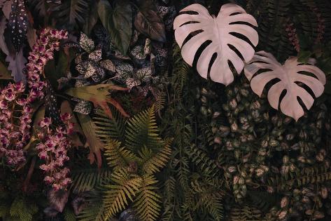 Photographic Print: Abstract Green Leaf Texture, Tropical Leaf Foliage Nature Dark Green Background by Eakarat Buanoi: 12x8in