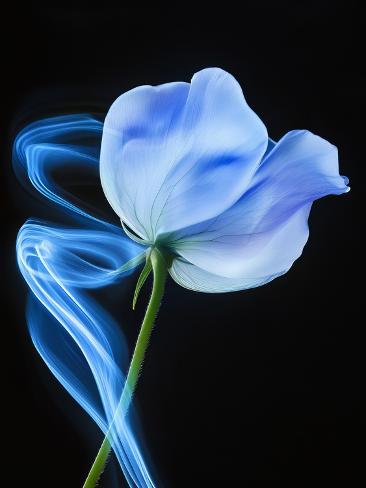 Giclee Print: Surreal Flower Art by Bilge Paksoylu: 12x9in
