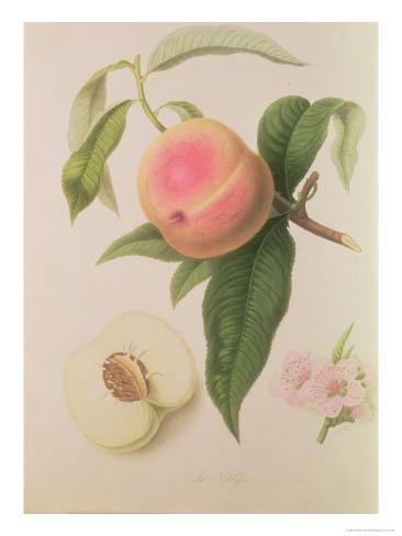 Giclee Print: Noblesse Peach Art Print by William Hooker by William Hooker: 24x18in