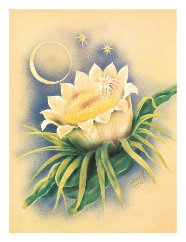 Giclee Print: Hawaii Night Blooming Cereus, c. 1940s by Ted Mundorff: 26x20in