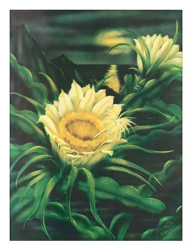 Giclee Print: Blooming Cereus with Full Moon, Hawaii by Ted Mundorff: 26x20in