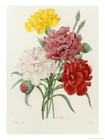 Giclee Print: Carnation, circa 1833 by Pierre-Joseph Redouté : 16x12in