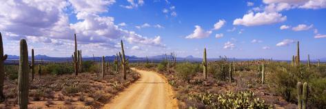 Photographic Print: Road, Saguaro National Park Poster: 42x14in