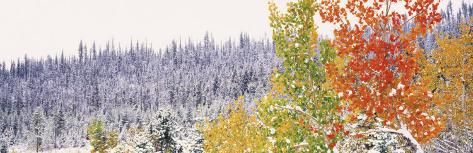 Photographic Print: Winter, Aspens, USA Poster: 42x14in