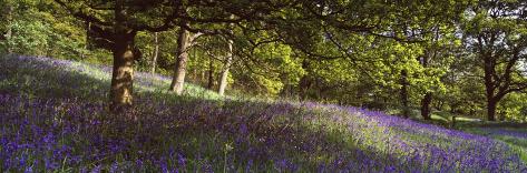 Photographic Print: Poster of Bluebells in a Forest, Newton Wood: 42x14in
