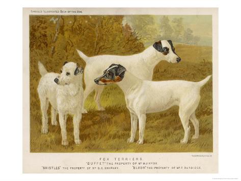Giclee Print: Fox Terriers Rough and Smooth Art Print by Vero Shaw by Vero Shaw: 24x18in