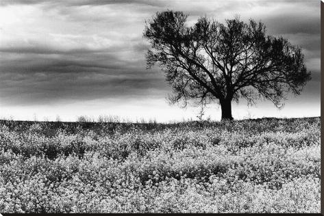 Stretched Canvas Print: Tree in a Field, Severville, Tennessee: 36x54in