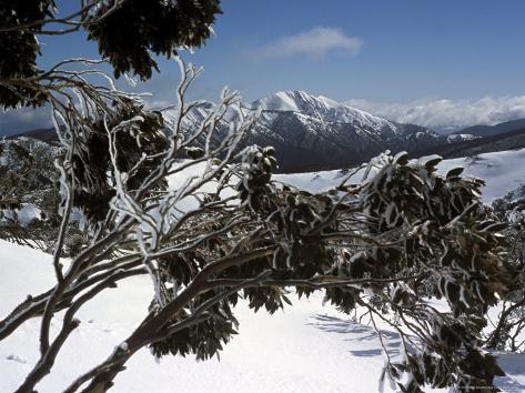 Photographic Print: Winter Landscape of Mountains Seen Through Snow-Covered Tree Branches, High Country, Australia by Richard Nebesky: 24x18in