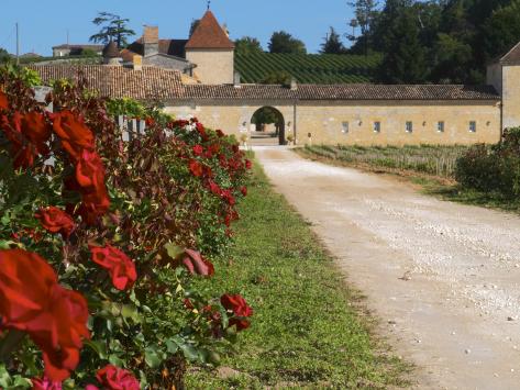 Photographic Print: Vineyard and Roses, Chateau Grand Mayne Poster by Per Karlsson: 24x18in