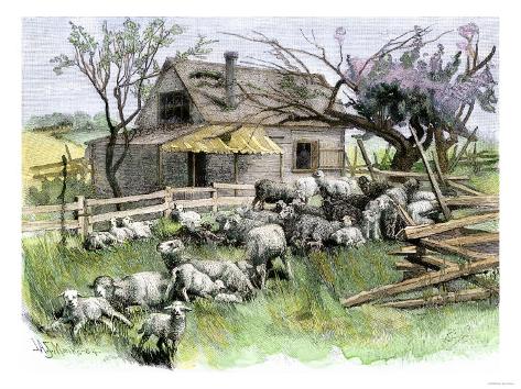 Giclee Print: Sheep Near a Cottage in West Rutland, Vermont, c.1880: 24x18in