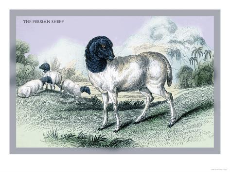 Art Print: The Persian Sheep Poster by John Stewart: 24x18in