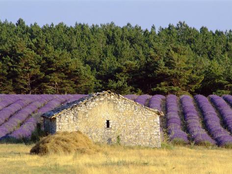 Photographic Print: Stone Building in Lavender Field, Plateau De Sault, Haute Provence, Provence, France, Europe by Guy Thouvenin: 24x18in