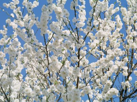 Photographic Print: Plum Blossoms Poster: 24x18in