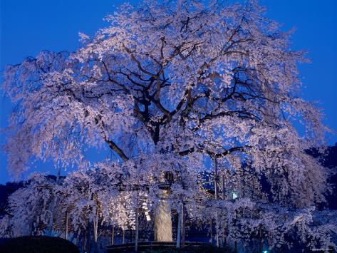 Photographic Print: Cherry Blossoms at Night Poster: 24x18in