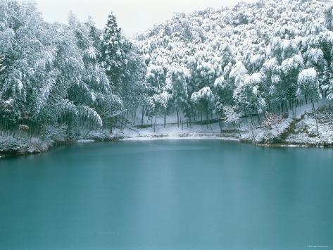 Photographic Print: Poster of Bamboo Bush in Snow: 24x18in