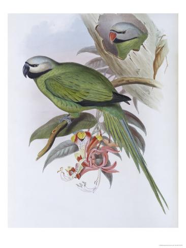 Giclee Print: Grey Headed Parakeet Art Print by John Gould by John Gould: 16x12in