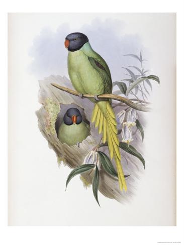 Giclee Print: Slaty Headed Parakeet Art Print by John Gould by John Gould: 16x12in