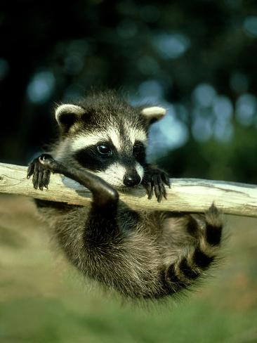 Photographic Print: Raccoon, Portrait of Young Coon in Aspen Tree, UK by Daniel J. Cox: 24x18in