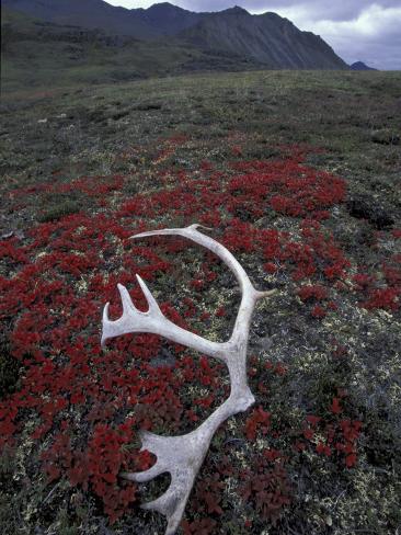 Photographic Print: Antler Amid Alpine Bearberry, Brooks Range, Arctic National Wildlife Refuge, Alaska, USA by Hugh Rose: 24x18in
