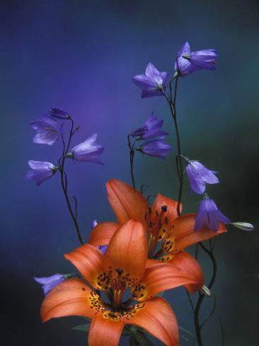 Photographic Print: Wood Lily and Harebells, St. Ignace Poster by Claudia Adams: 24x18in