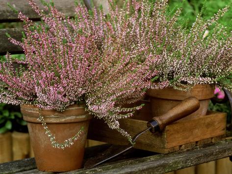 Photographic Print: Scotch Heather Anette in Terracotta Pots with Wooden Box & Hand Trowel on Garden Seat, October by James Guilliam: 24x18in