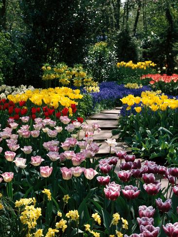 Photographic Print: Mixed Spring Bulbs Tulipa, Narcissus, Muscari Narcissus Path Tulipa by Michele Lamontagne: 24x18in